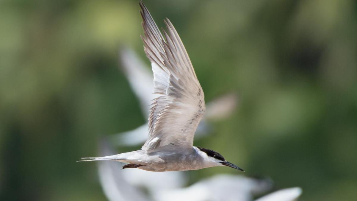 Puthalam salt pans witness influx of migratory birds and first-time sightings