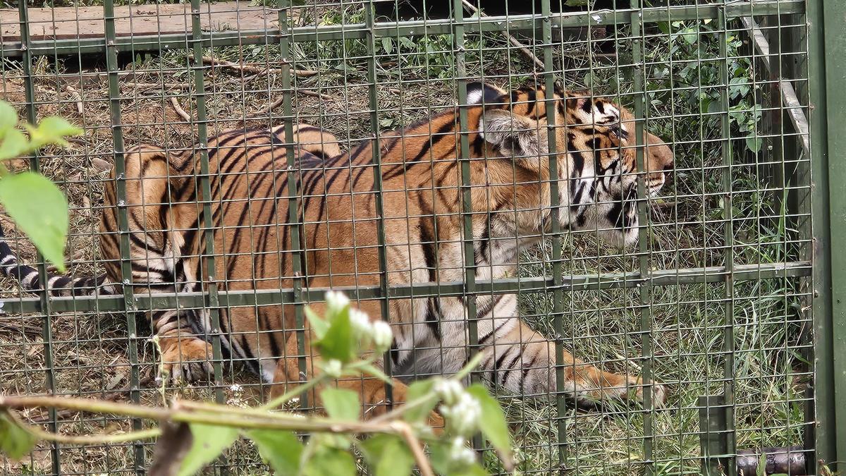 Tiger captured by Forest Department in Gudalur